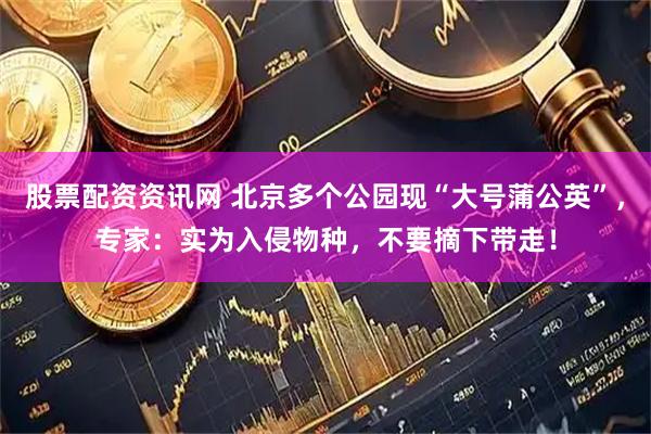 股票配资资讯网 北京多个公园现“大号蒲公英”，专家：实为入侵物种，不要摘下带走！